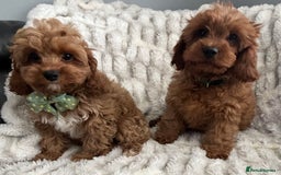 Cavapoo dogs for sale: F1 DEEP FOX RED EXTENSIVELY HEALTH TESTED BABIES  - Image 37