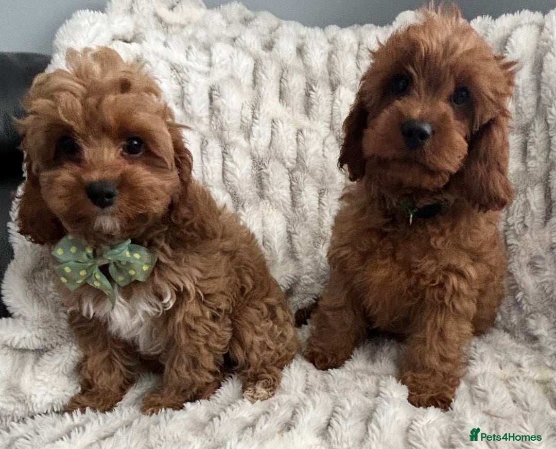 Cavapoo dogs for sale: F1 DEEP FOX RED EXTENSIVELY HEALTH TESTED BABIES  - Image 37