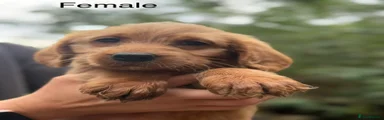 Labradoodle Puppy 7