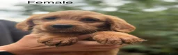 Labradoodle dogs for sale: Adorable Small Labradoodle Puppies - Advert 27