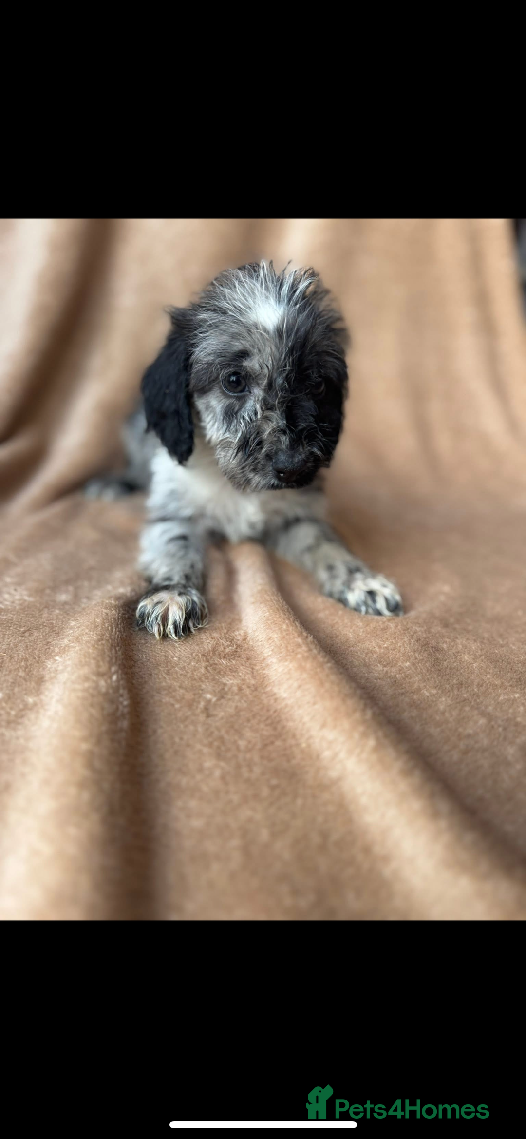 Cockapoo dogs for sale: F1 cockapoos  - Image 6