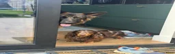 Miniature Dachshund dogs for stud: Miniature Dashchund  available for stud in Windsor in Windsor - Advert 2