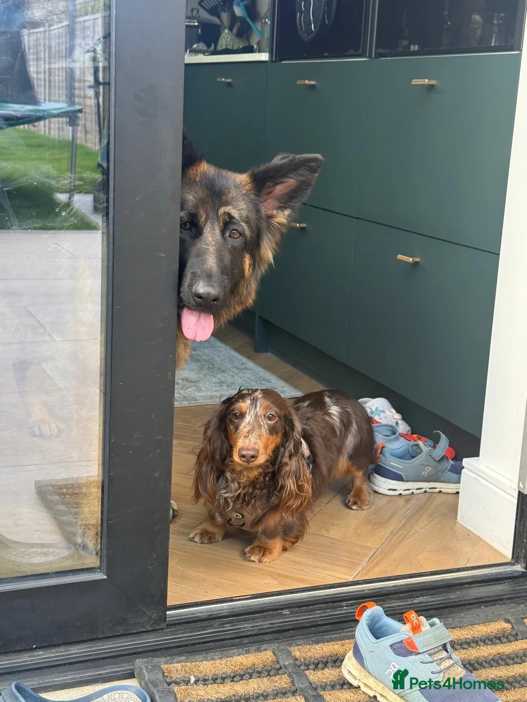Miniature Dachshund dogs for stud: Miniature Dashchund  available for stud in Windsor in Windsor - Advert 2
