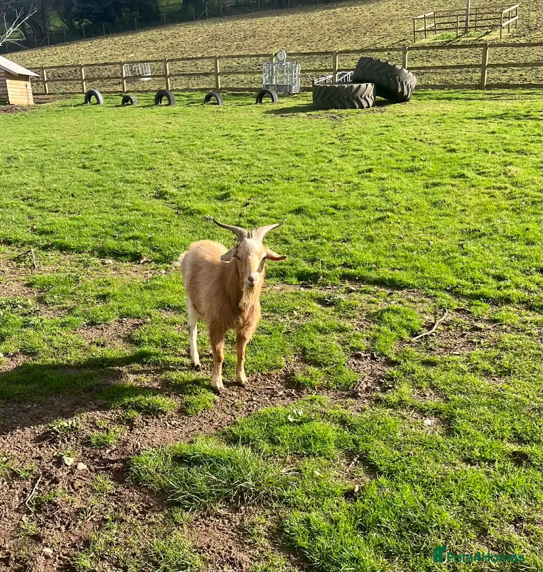 Goats livestock for sale: Free to Good Home Billy Goat - Advert 1