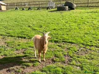 Goats livestock Free to Good Home Billy Goat - Advert 1