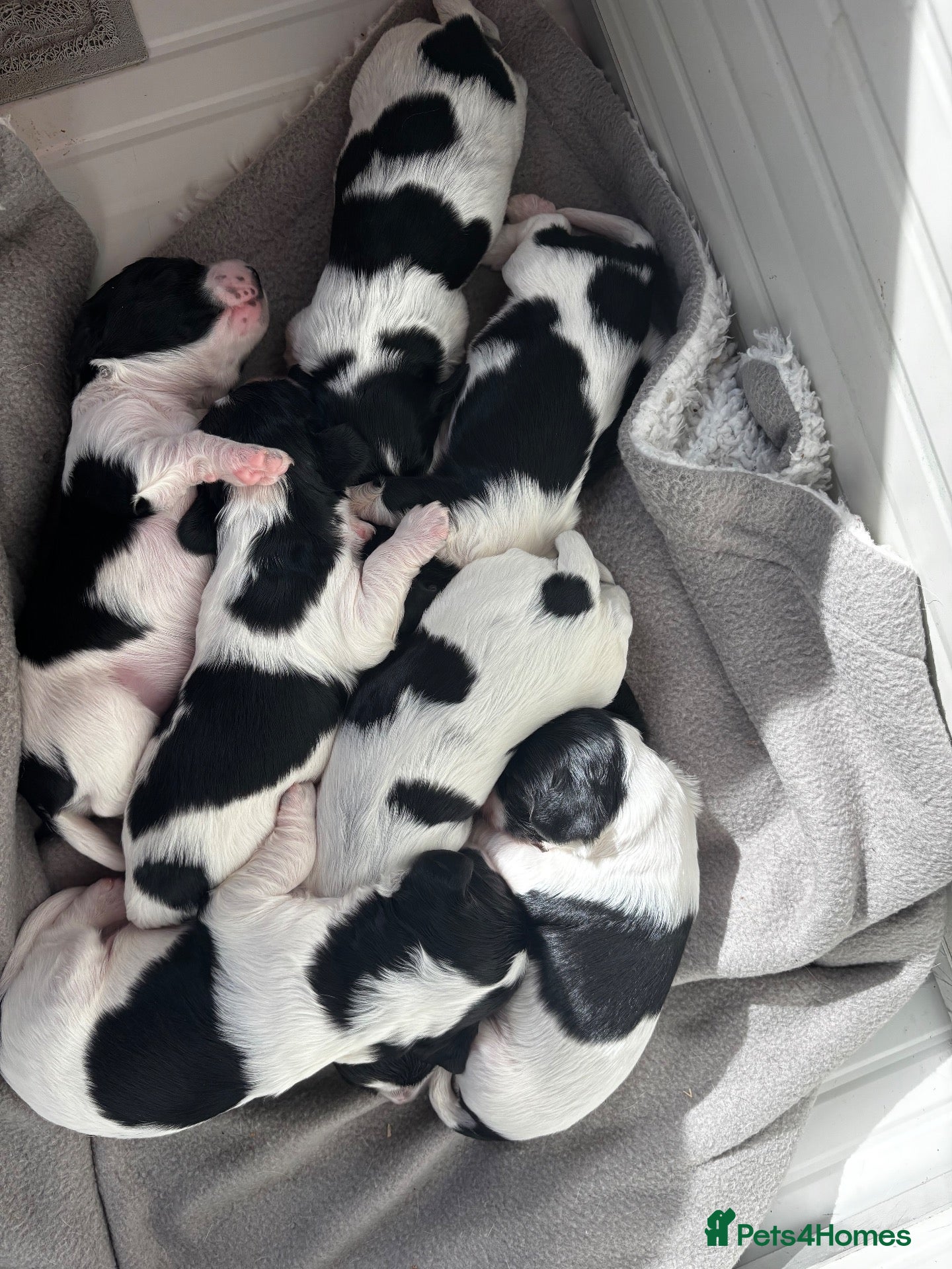 Cockalier dogs for sale: Cavalier King Charles spaniel x German spaniel - Advert 3