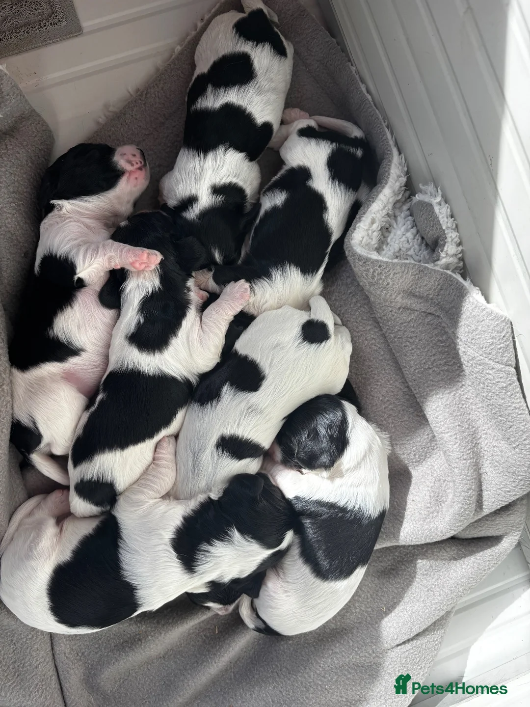 Cockalier dogs for sale: Cavalier King Charles spaniel x German spaniel - Advert 2
