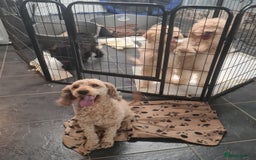 Cockapoo dogs for sale: F1bb Cockapoos- Fully Vaccinated  - Image 4