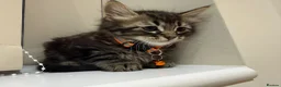 Mixed Breed cats for sale: Norwegian Forest X Ragdoll  - Advert 4
