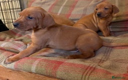 Mixed Breed dogs for sale: Hungarian Vizsla - Image 13