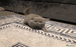 British Shorthair cats for sale: British Short Hairs And White BSH - Image 8