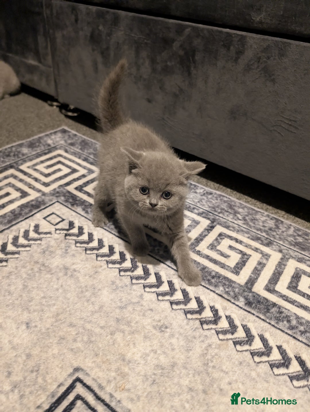 British Shorthair cats for sale: British Short Hairs And White BSH - Image 8