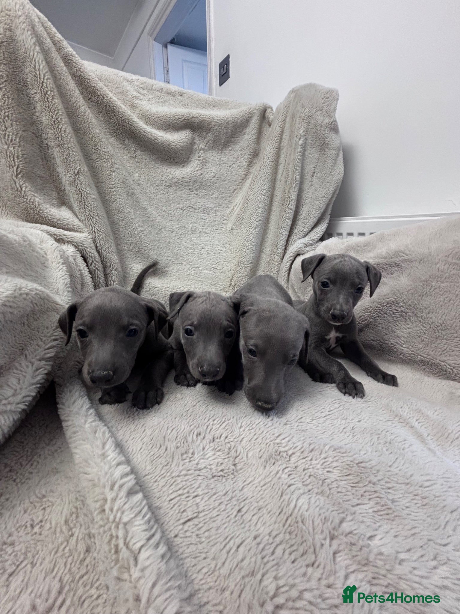 Whippet dogs Exceptional  Blue whippet puppies for sale 💙 - Advert 4