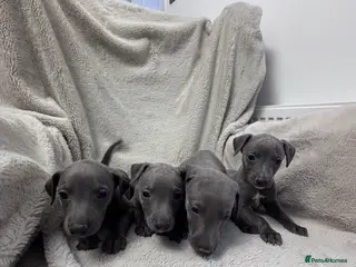 Whippet dogs Exceptional Blue whippet puppies for sale 💙 - Advert 4
