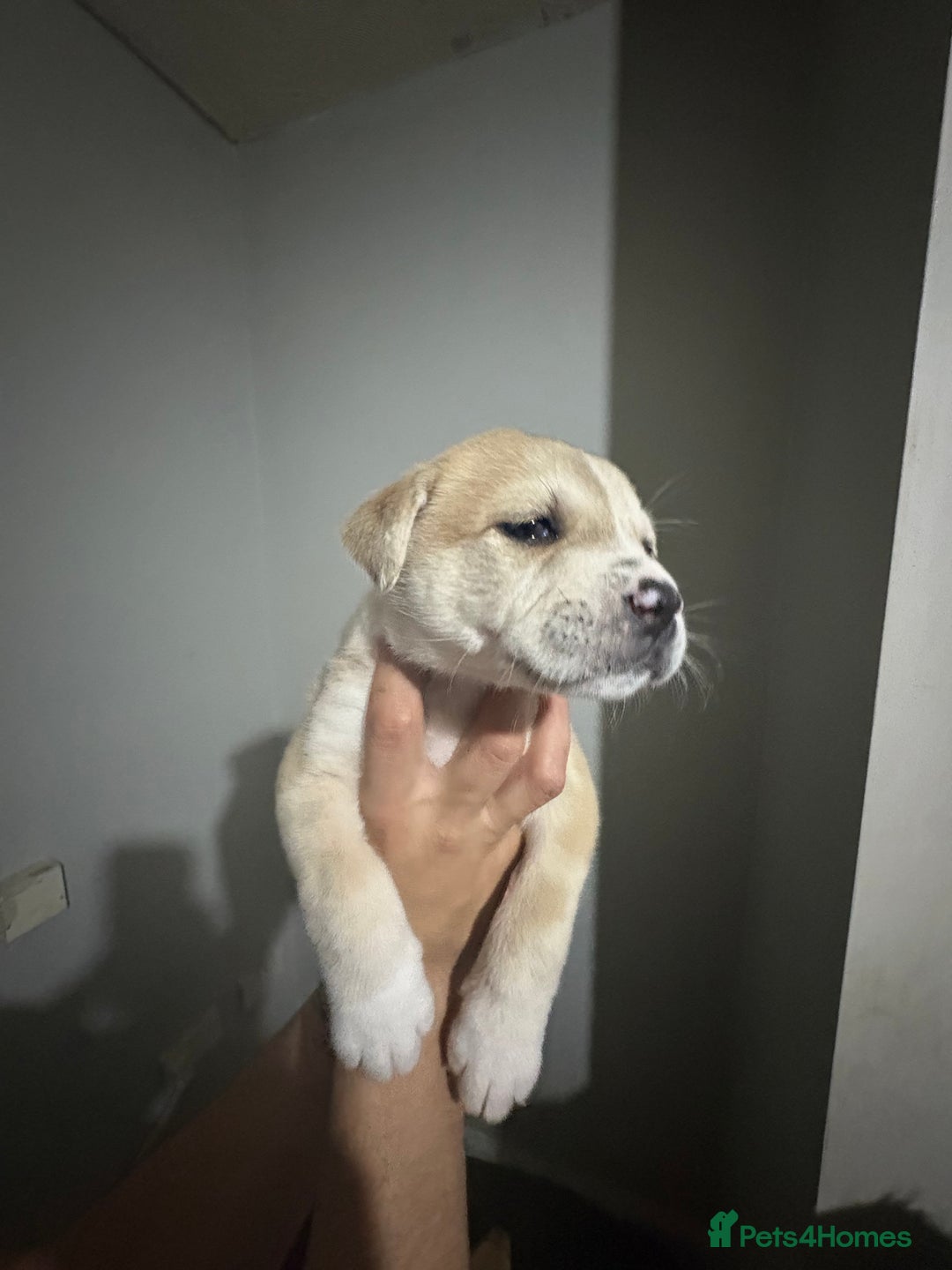 Mixed Breed dogs for sale: american akita  - Advert 11