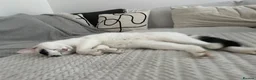 British Shorthair cats for sale: Nicco in Reading - Advert 4