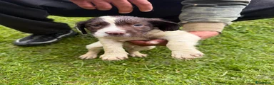 English Springer Spaniel Puppy 4