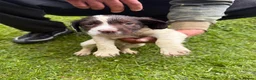 English Springer Spaniel dogs for sale: 🐾 KC Registered Springer Spaniel Puppies 🐾 in Sheffield - Advert 4