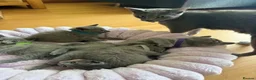 Russian Blue cats for sale: TICA REGISTERED Pure Breed Russian Blue Kittens - Advert 8