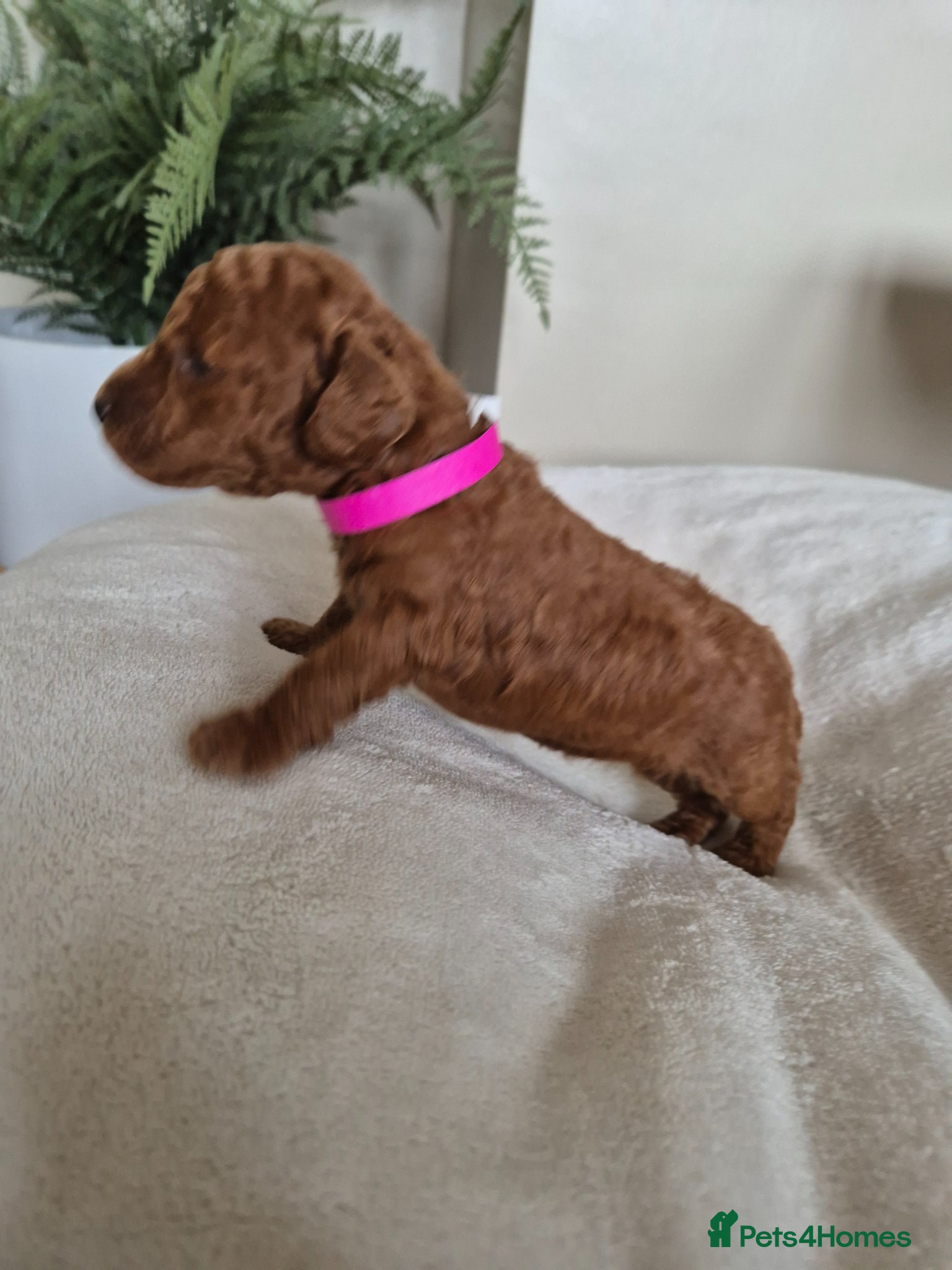 Toy Poodle dogs Kc regd Toy Poodles  - Advert 1