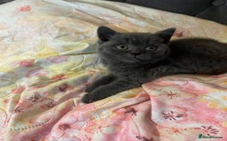 British Shorthair cats for sale: Male British shorthair kitten  - Image 15