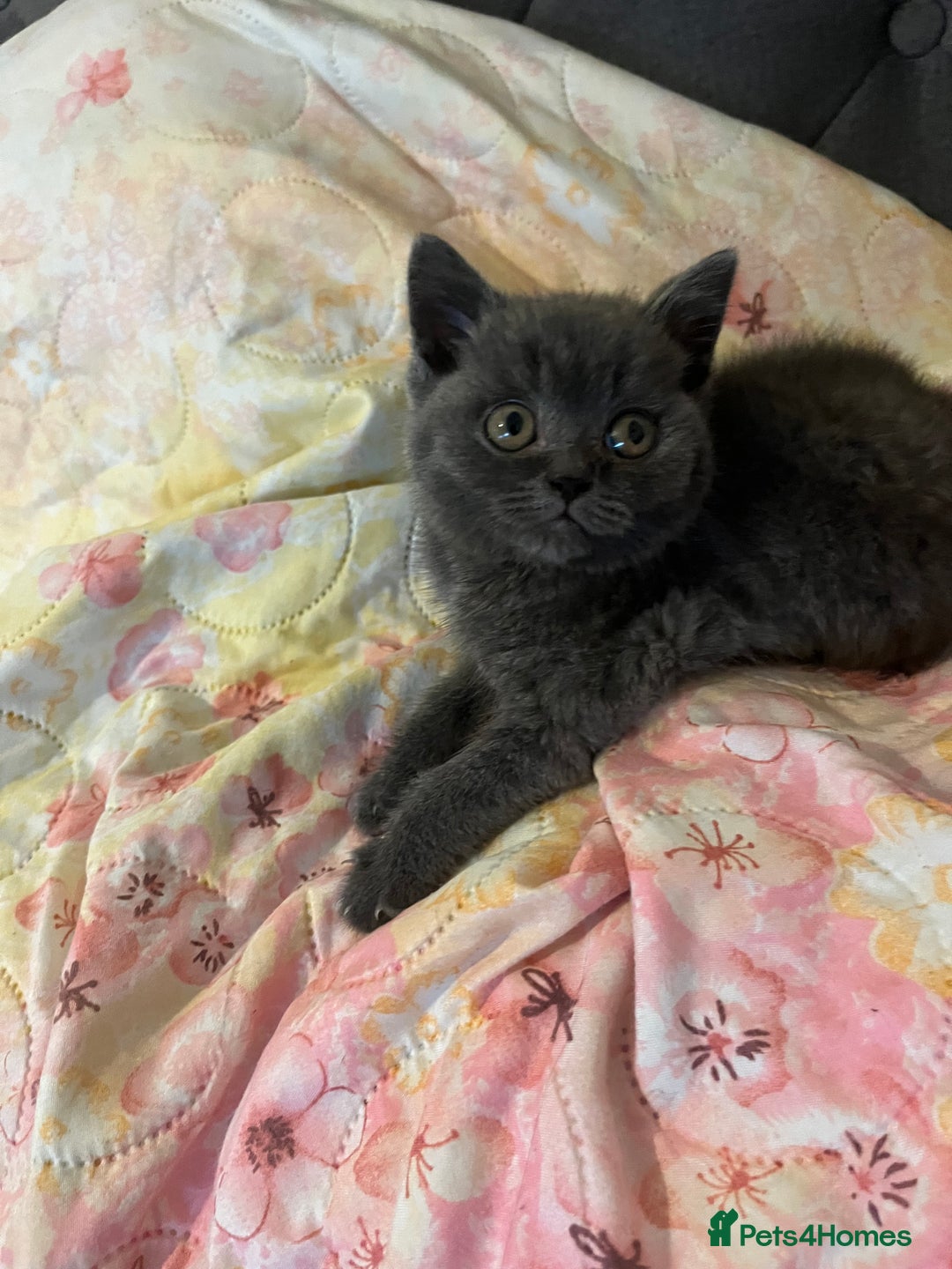 British Shorthair cats for sale: Male British shorthair kitten  - Image 15