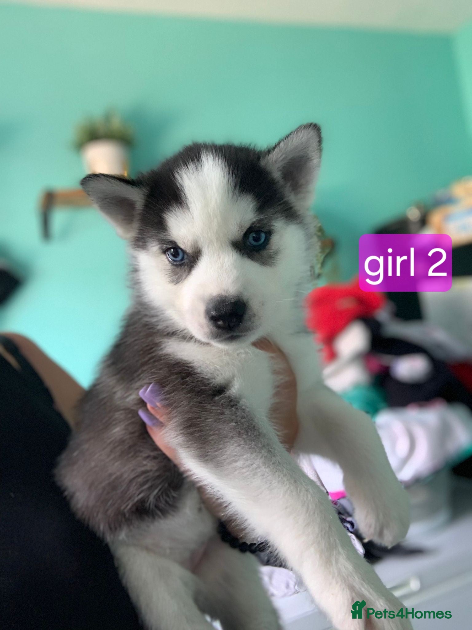 Siberian Husky dogs Last girl left out of a litter of 7  - Advert 9