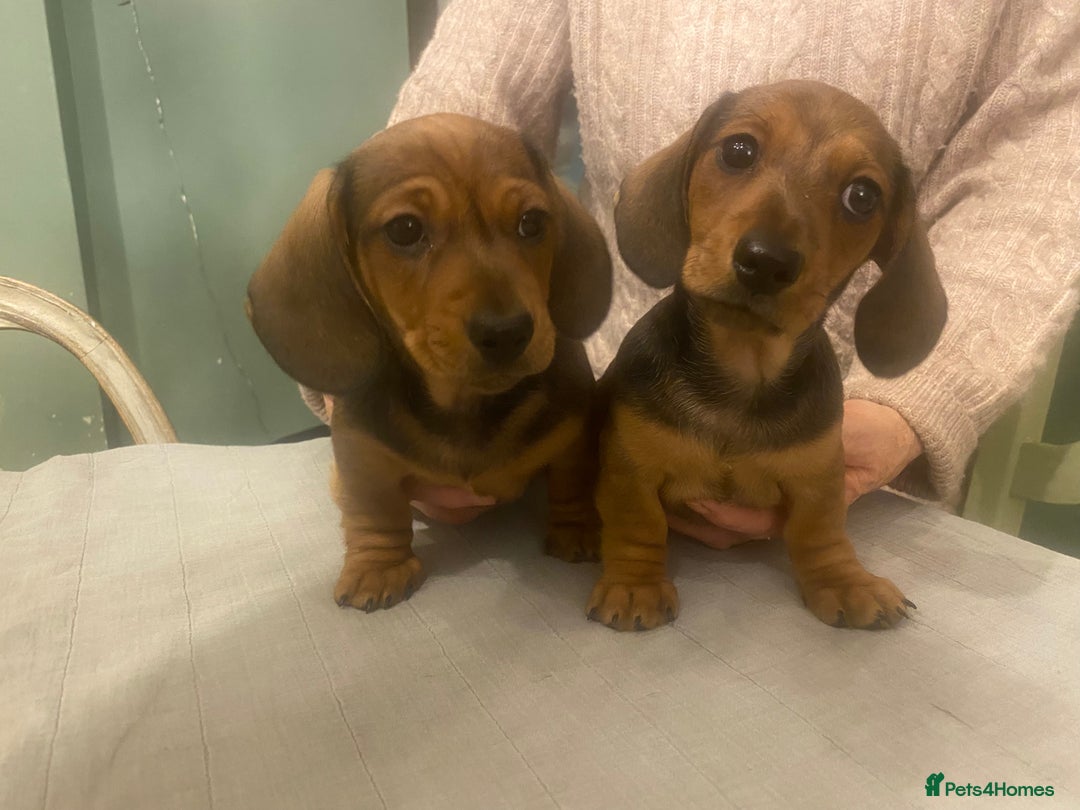 Dachshund dogs for sale: Mrs Margaret Davey - Advert 1