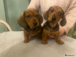 Dachshund dogs Mrs Margaret Davey - Advert 9