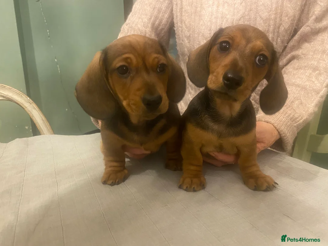 Dachshund dogs for sale: Mrs Margaret Davey - Advert 1