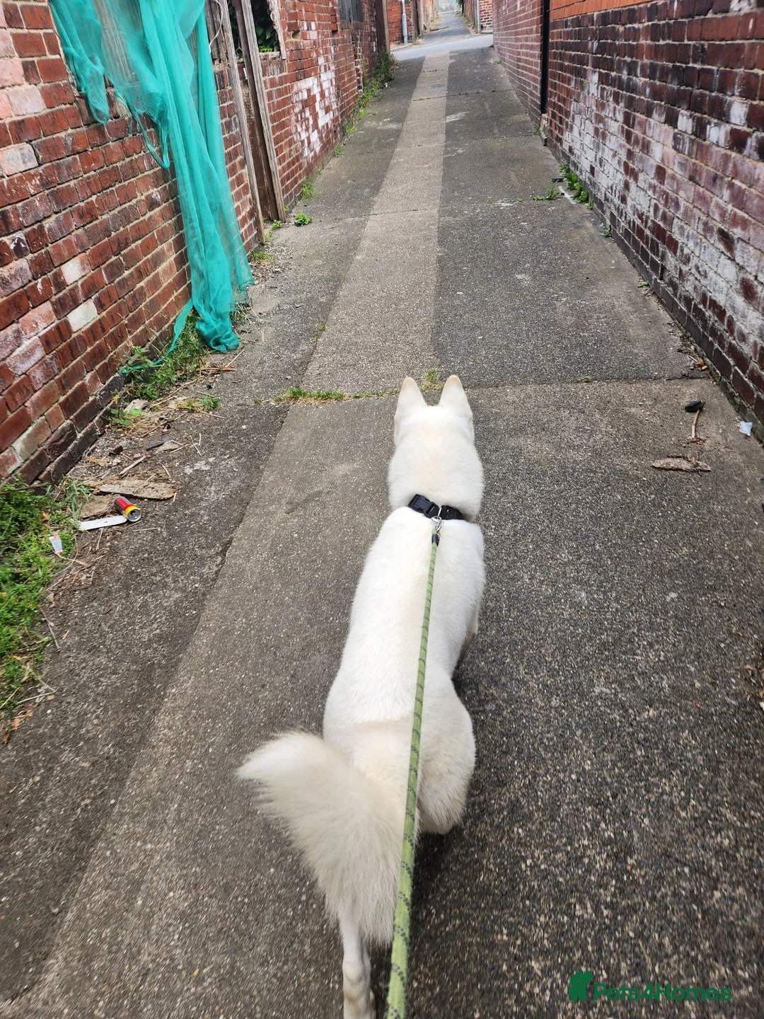 Siberian Husky dogs for sale: 11 month husky - Advert 2