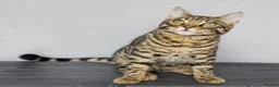 Bengal cats for sale: 🔥Stunning Bengal boys ready to leave🔥 - Advert 5