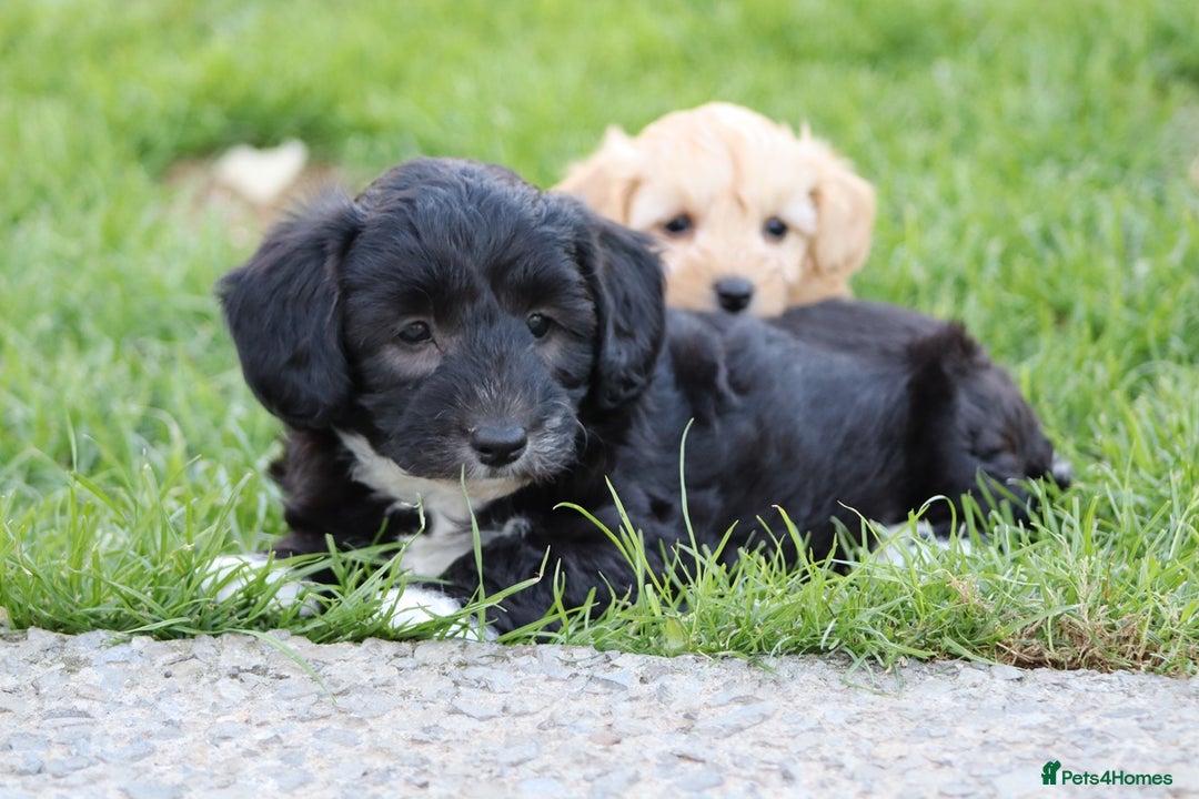 Cavapoochon dogs for sale: Cavapoochon puppies for sale - Image 16