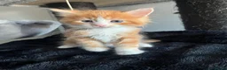 Maine Coon cats for sale: READY NOW! Maine Coon kittens  - Advert 16