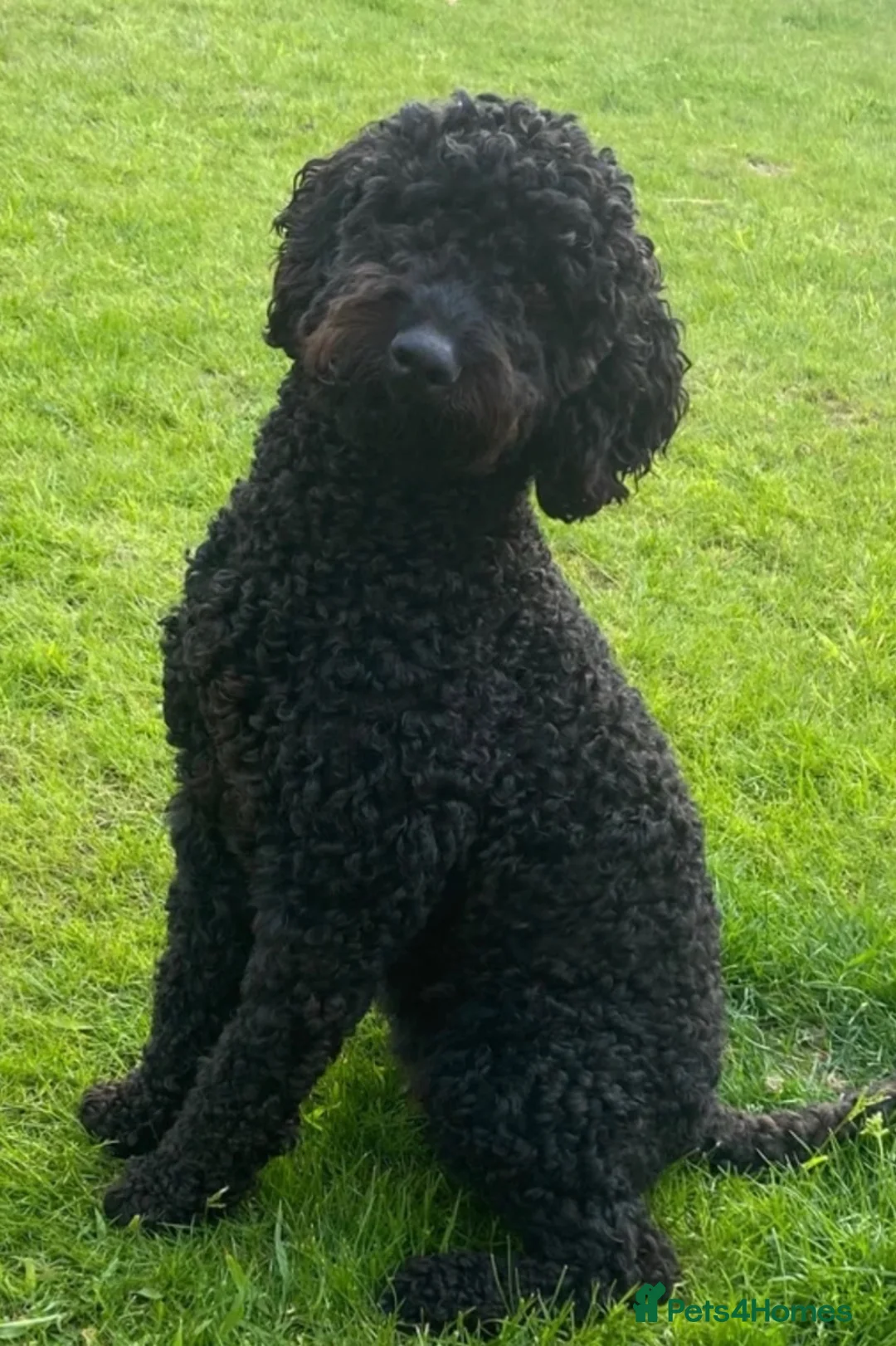 Mixed Breed dogs for sale: Gorgeous littler of puppies - Advert 1