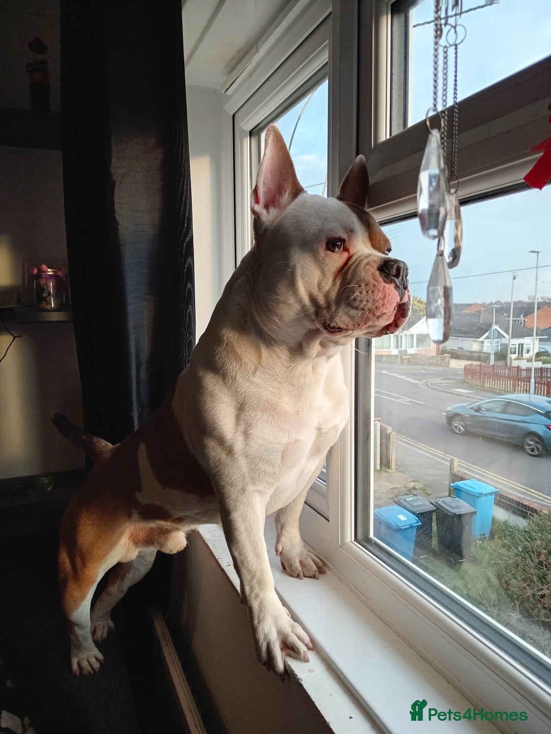 Mixed Breed dogs for sale: French bulldog cross pocket bully - Image 1