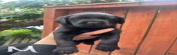 Labrador Retriever dogs for sale: KC Labrador pups for sale - Advert 15