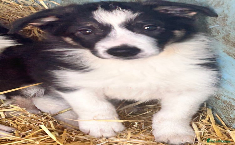 Border Collie dogs - Advert 2