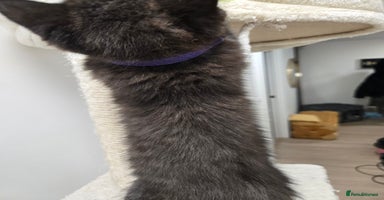 British Shorthair cats British shorthair kittens chocolate black £450 - Advert 2