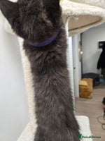 British Shorthair cats British shorthair kittens chocolate black £450 - Advert 2