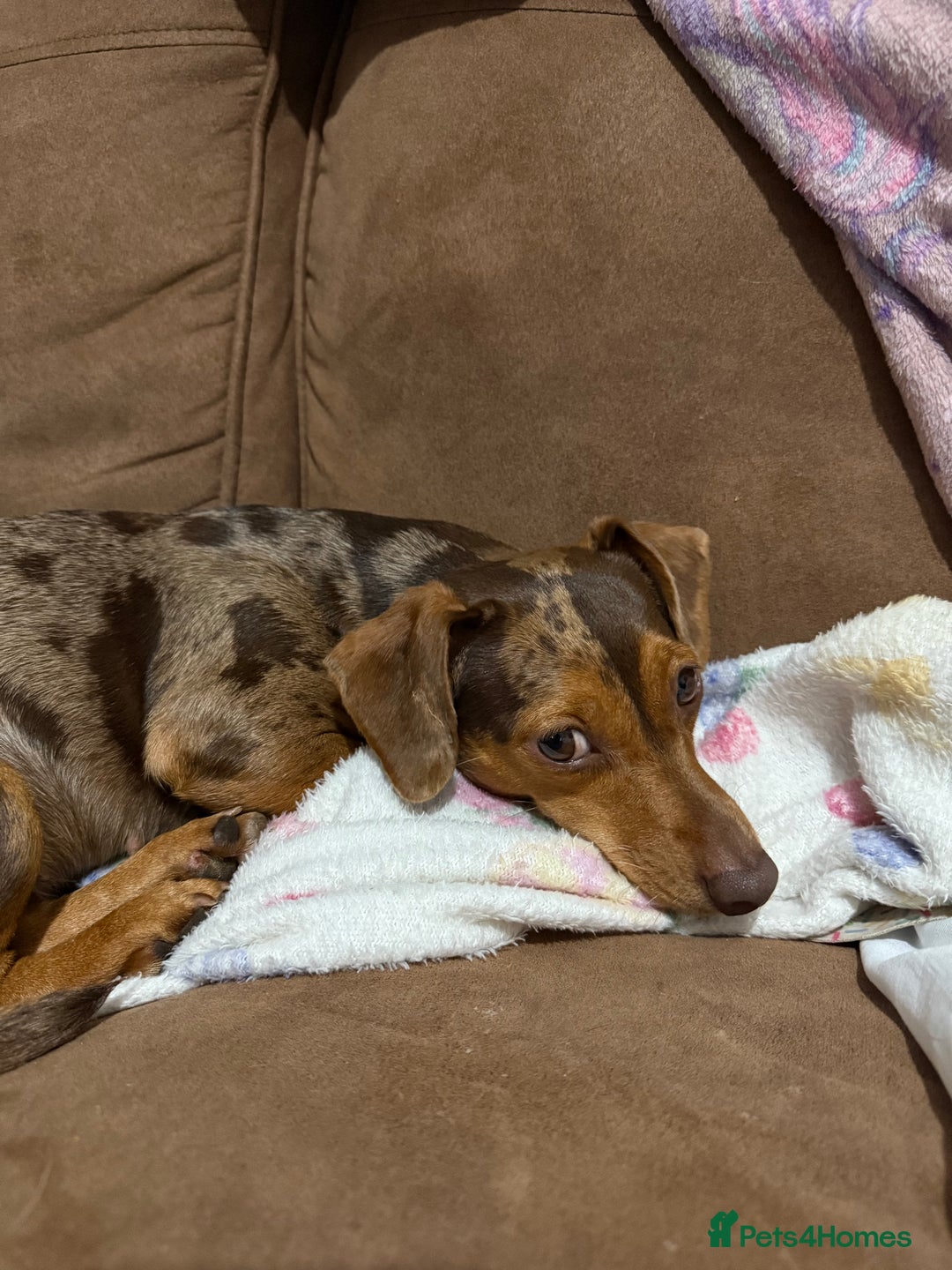 Dachshund dogs for sale: Female dachound   - Image 1