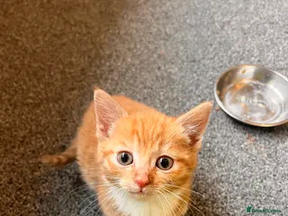 Mixed Breed cats Beautiful litter of Ginger Kittens - Advert 2