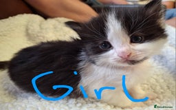 Ragdoll cats for sale: Ragdoll x BSH kittens (individually priced) - Image 7