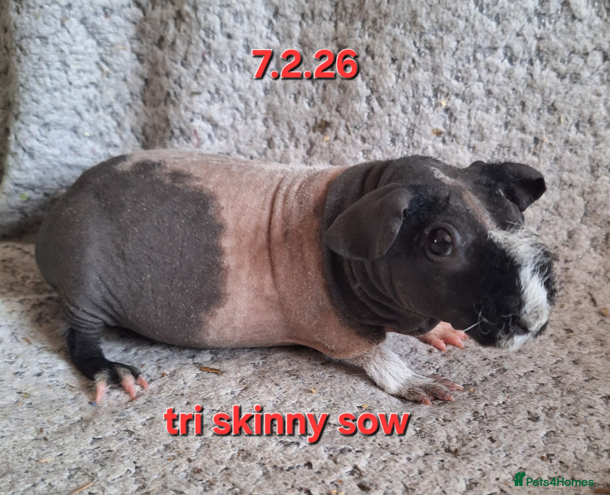 Guinea Pig rodents Baby female guinea pigs - Advert 21
