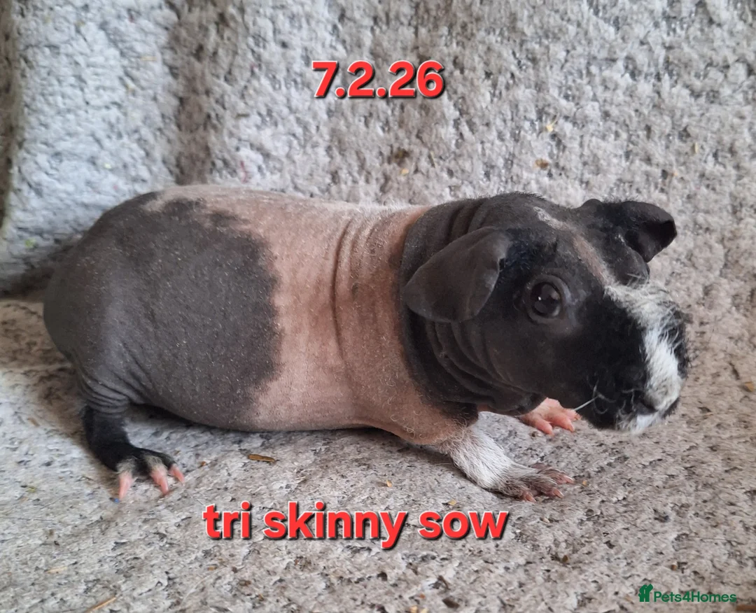 Guinea Pig rodents for sale: Skinny and hairy baby female guinea pigs - Advert 1
