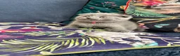 Scottish Fold cats for sale: Six Stunning Scottish Fold Kittens  - Advert 22