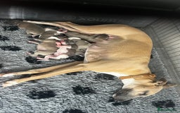 Whippet dogs for sale: STUNNING! TOP PEDIGREE BLUE FAWN WHIPPETS! KC REG - Image 2