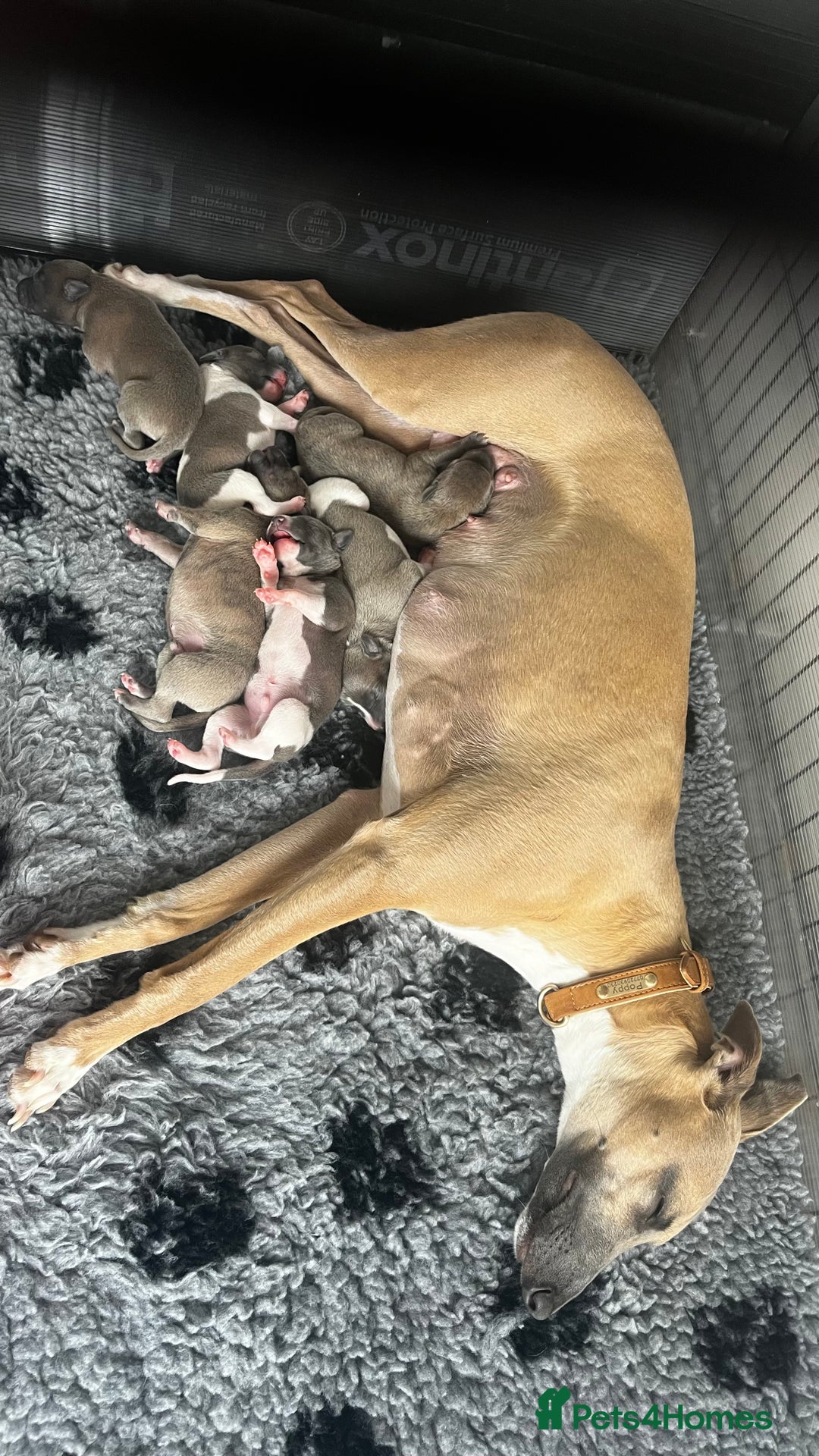 Whippet dogs for sale: STUNNING! TOP PEDIGREE BLUE FAWN WHIPPETS! KC REG - Image 2