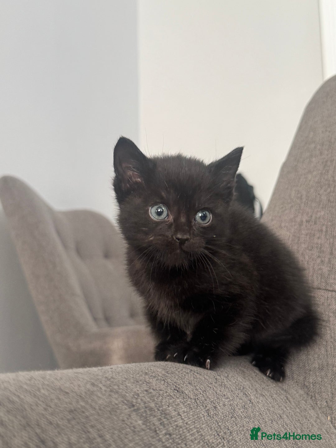 Mixed Breed cats for sale: 2 beautiful kittens left  - Advert 6