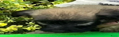 Skye Terrier Puppy 2